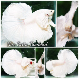 Betta fish Prince of Platinum White Dumbo HM