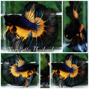 Betta fish Big Black Pumpkin Butterfly OHM