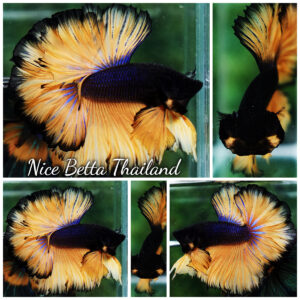 Betta fish Black Pumpkin Sky Hawk Rosetail OHM