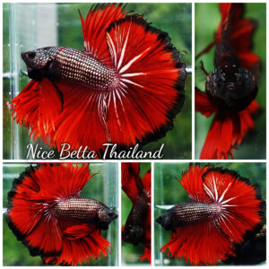 Betta fish King Hell Copper Black Ring Sky Hawk (Very Large) OHM