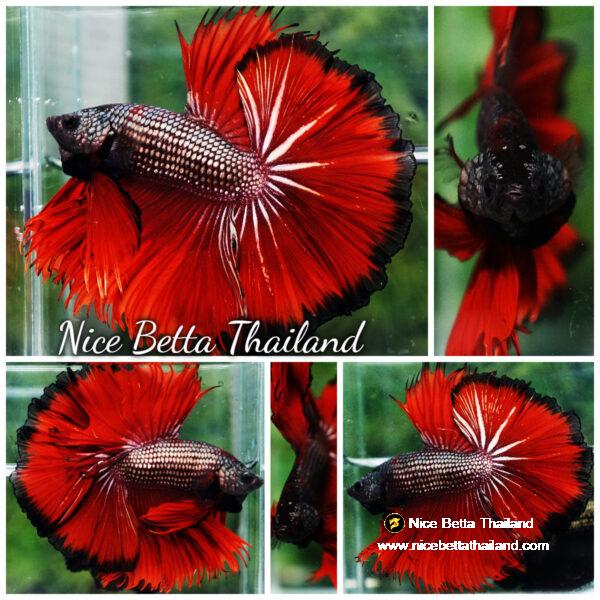 Betta fish King Hell Copper Black Ring Sky Hawk (Very Large) OHM