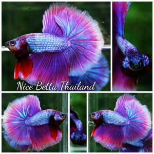 Betta fish Prince Royal Lavender NBT-OHM