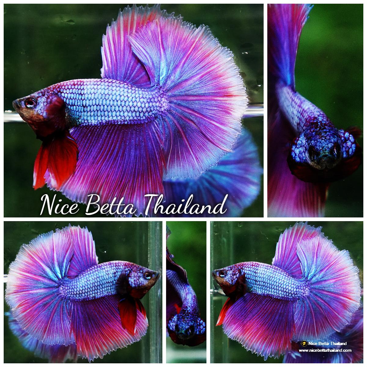 Betta fish Prince Royal Lavender NBT-OHM