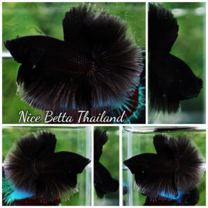 Betta fish Super Black Hole Hawk OHM