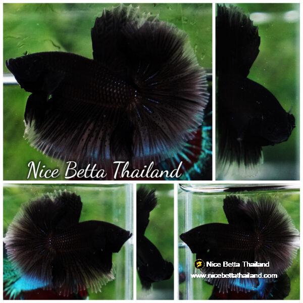 Betta fish Super Black Hole Hawk OHM