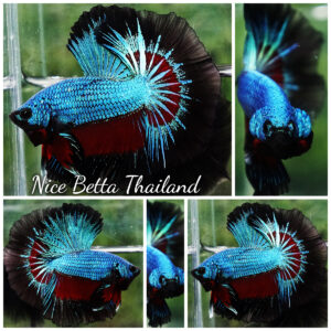 Betta fish Blue Peacock Black Ring OHM