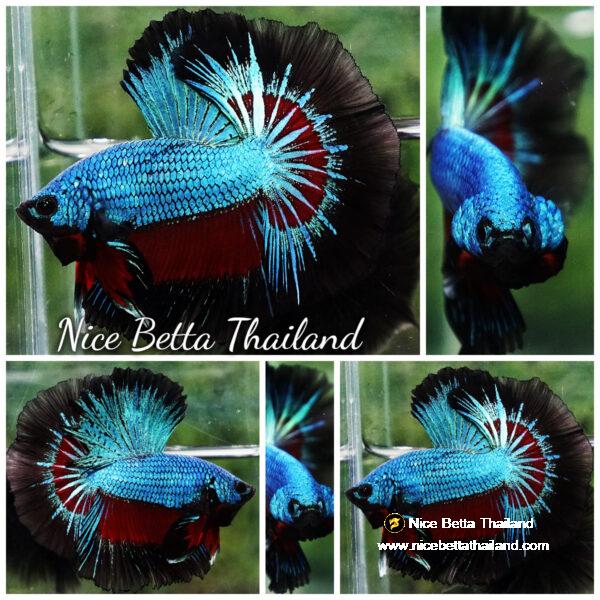 Betta fish Blue Peacock Black Ring OHM