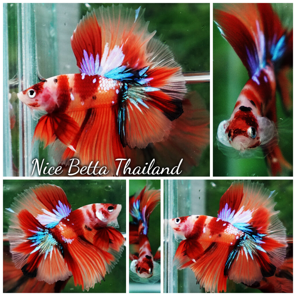 Unique Fighter Fish Betta fish Pigeon Wing Candy Nemo Hawk HM - nicebettathailand.com