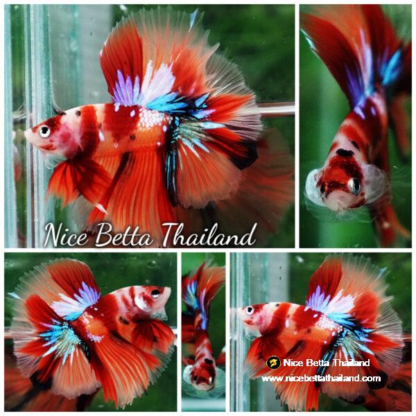 Betta fish Pigeon Wing Candy Nemo Hawk HM