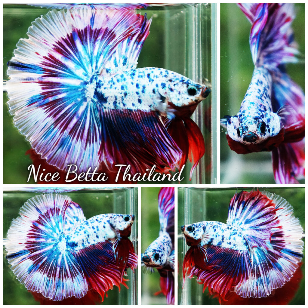 Unique Fighter Fish Betta fish Prince of Magical Frozen Marble OHM - nicebettathailand.com