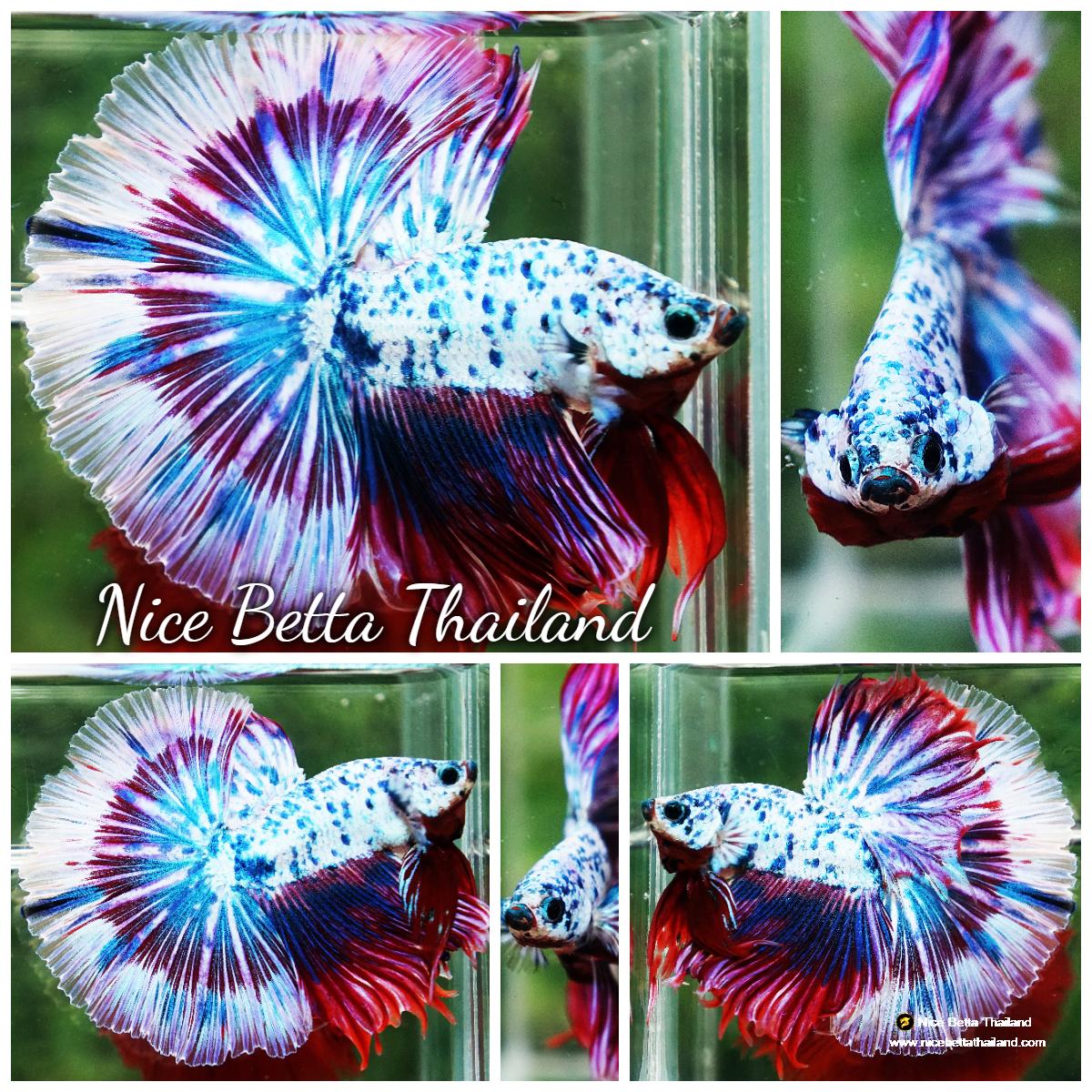 Betta fish Prince of Magical Frozen Marble OHM
