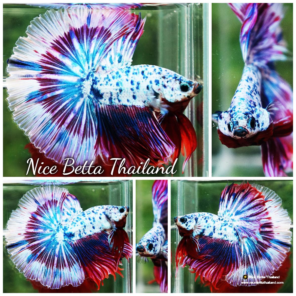 Beta Spit Betta fish Prince of Magical Frozen Marble OHM - nicebettathailand.com