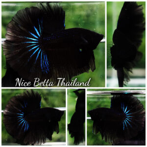 Betta fish Black Blue Light Hawk HM
