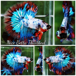 Betta fish Fancy Magical Red Blue Marble