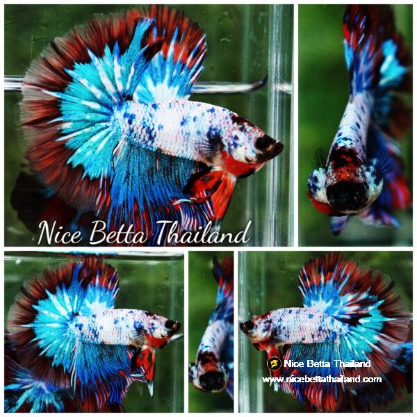 Betta fish Fancy Magical Red Blue Marble