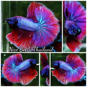 Betta fish Purple Metallic Lavender Hawk OHM