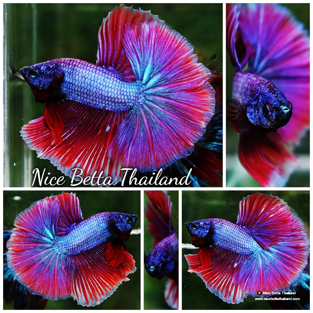 Betta fish Purple Metallic Lavender Hawk OHM 