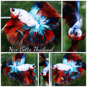 Betta fish Multicolor Fancy Candy OHM