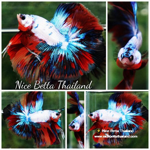 Betta fish Multicolor Fancy Candy OHM