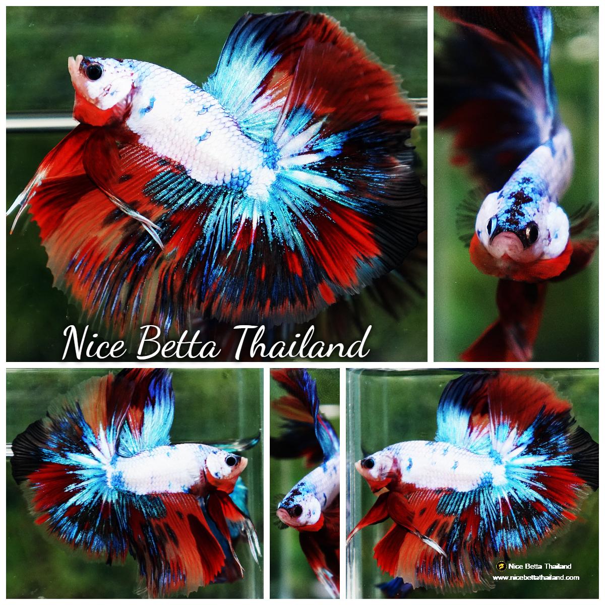 Betta fish Multicolor Fancy Candy OHM 