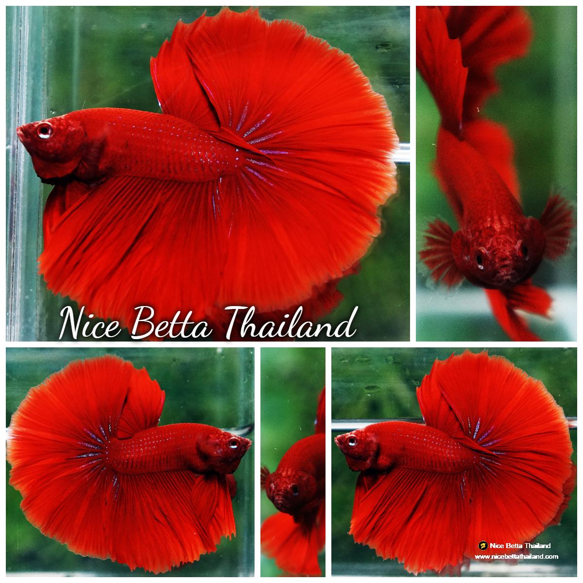 Unique Fighter Fish Betta fish Big Evil Red OHM - nicebettathailand.com