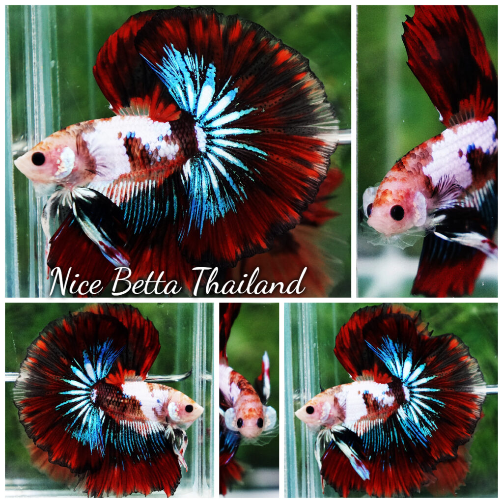Betta fish King Warrior Red Devil OHM - nicebettathailand.com