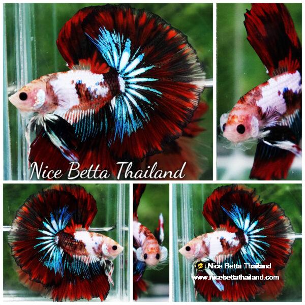 Betta fish King Warrior Red Devil OHM