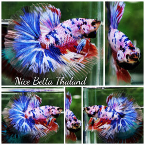 Betta fish Marble Multicolor Rainbow OHM