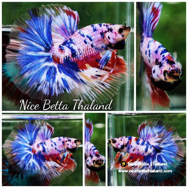 Betta fish Marble Multicolor Rainbow OHM