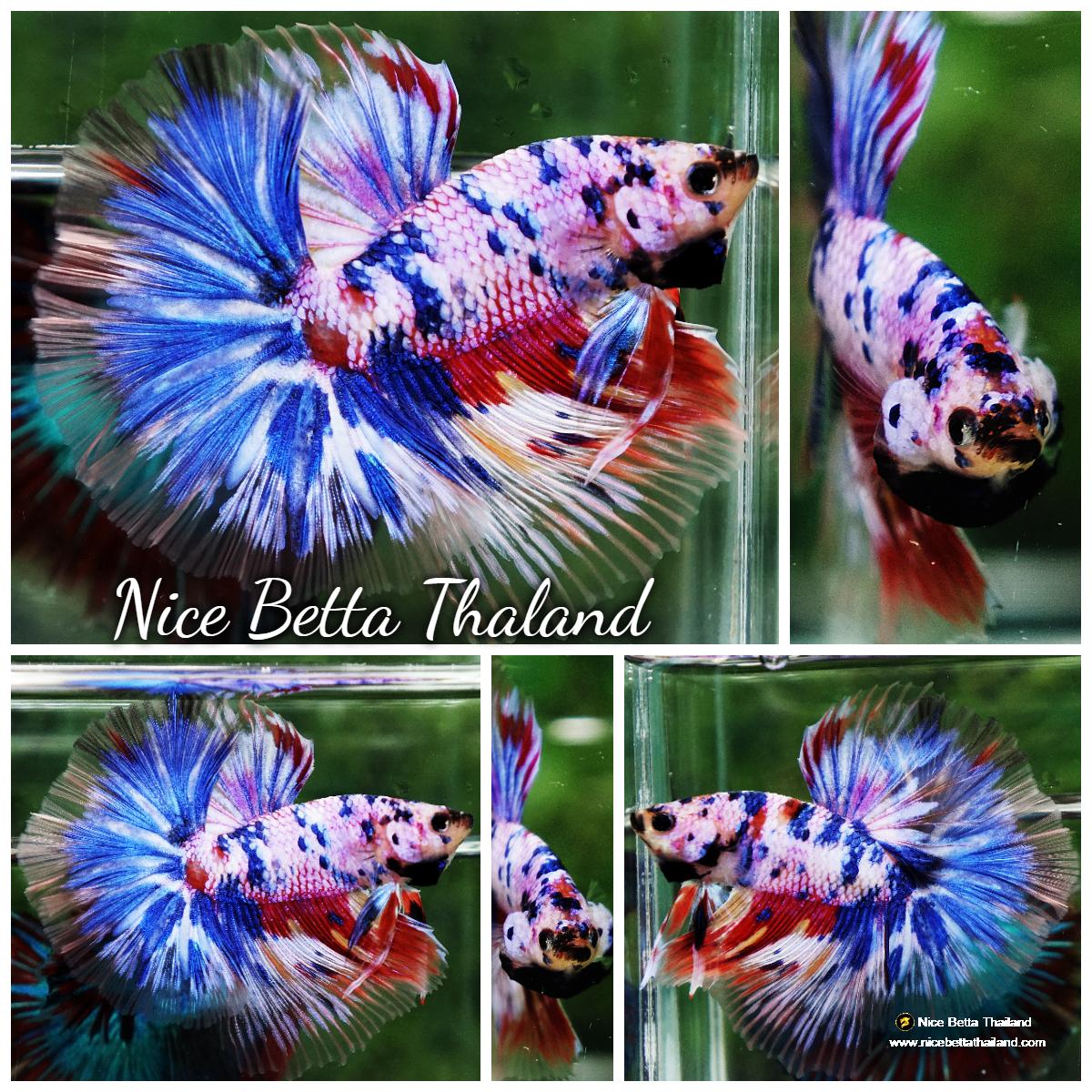 Betta fish Marble Multicolor Rainbow OHM 