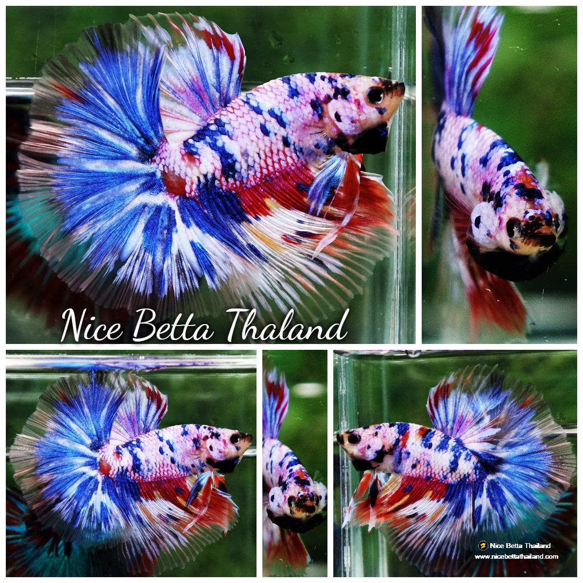 Betda Fish Betta fish Marble Multicolor Rainbow OHM - nicebettathailand.com