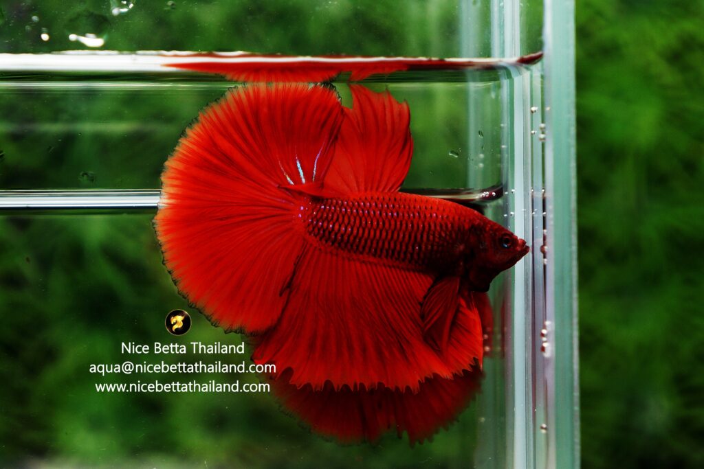 An example picture of the appearance of red half moon betta fish that are traded during this period