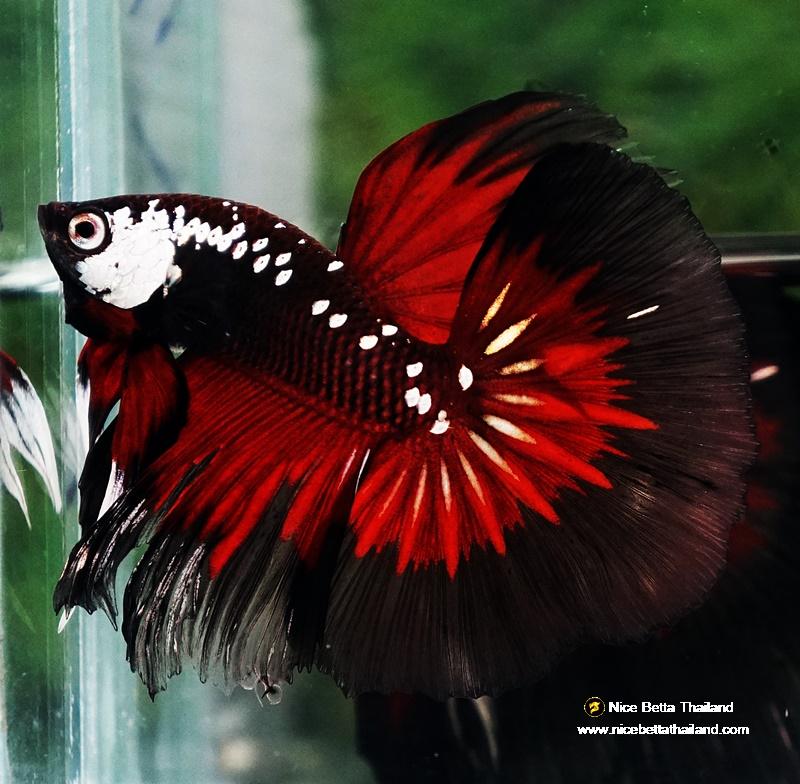 Betta fish VamPire Black Samurai Butterfly HM