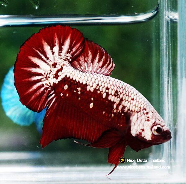 Betta fish Red Samurai HMPK - Image 7