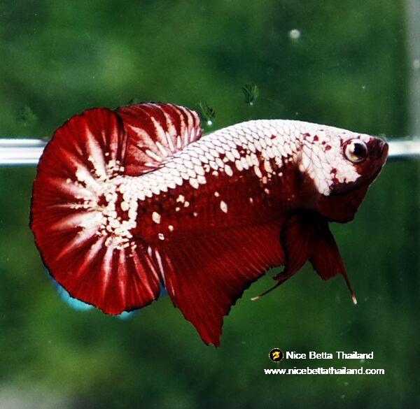 Betta fish Red Samurai HMPK - Image 2
