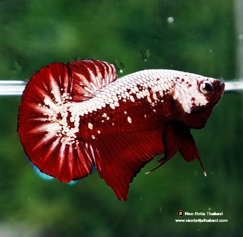 Samural Fish Betta fish Red Samurai HMPK - nicebettathailand.com