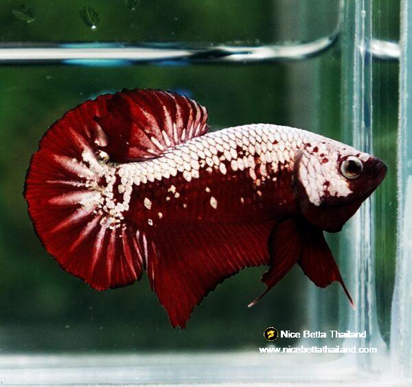 Betta fish Red Samurai HMPK - Image 4