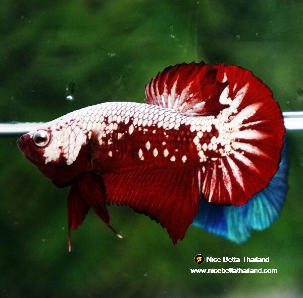 Betta fish Red Samurai HMPK - Image 5