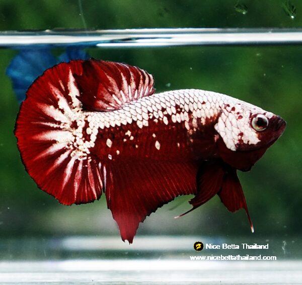 Betta fish Red Samurai HMPK - Image 6
