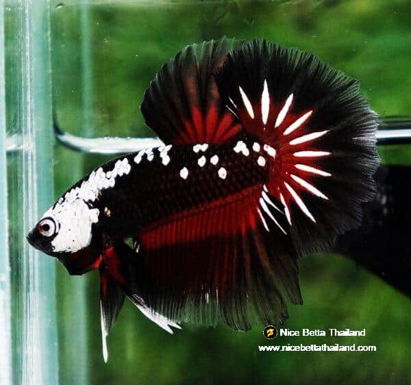 Betta fish Rare Vampire Shadow Black Samurai Butterfly OHM - Image 3