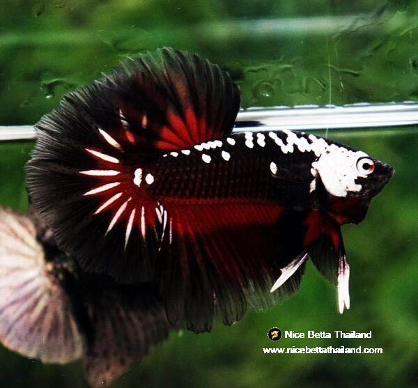 Betta fish Rare Vampire Shadow Black Samurai Butterfly OHM - Image 4