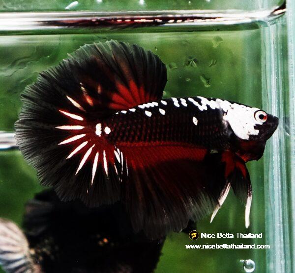 Betta fish Rare Vampire Shadow Black Samurai Butterfly OHM - Image 6