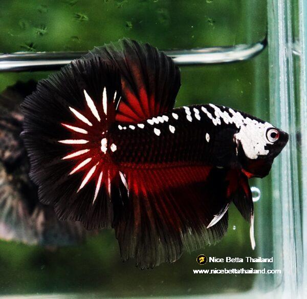 Betta fish Rare Vampire Shadow Black Samurai Butterfly OHM - Image 2