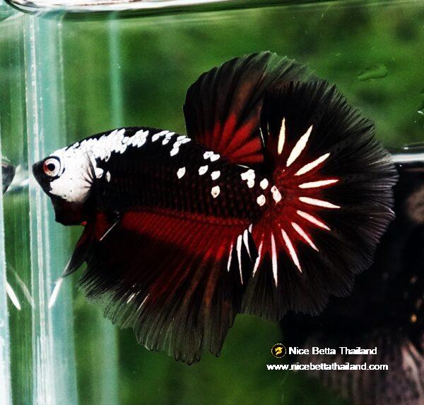 Betta fish Rare Vampire Shadow Black Samurai Butterfly OHM - Image 5