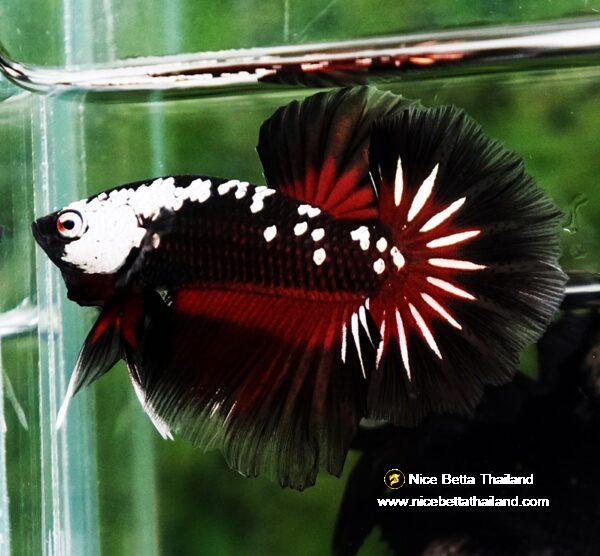 Betta fish Rare Vampire Shadow Black Samurai Butterfly OHM - Image 7
