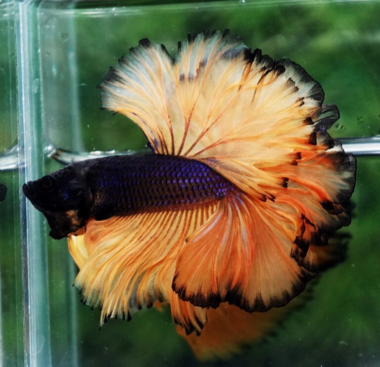 Sky Hawk betta fish for Sale - nicebettathailand.com