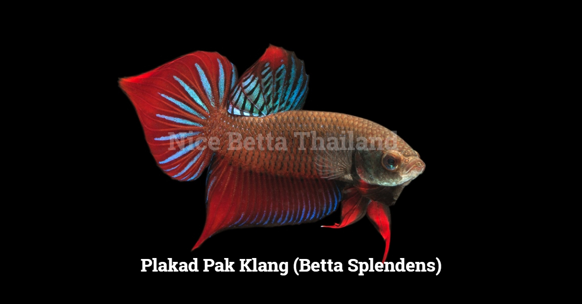 History and biology of the Red Betta Fish - nicebettathailand.com