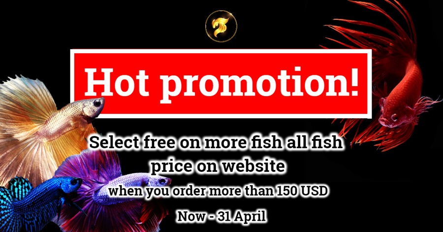 Betta fish Hot promotion