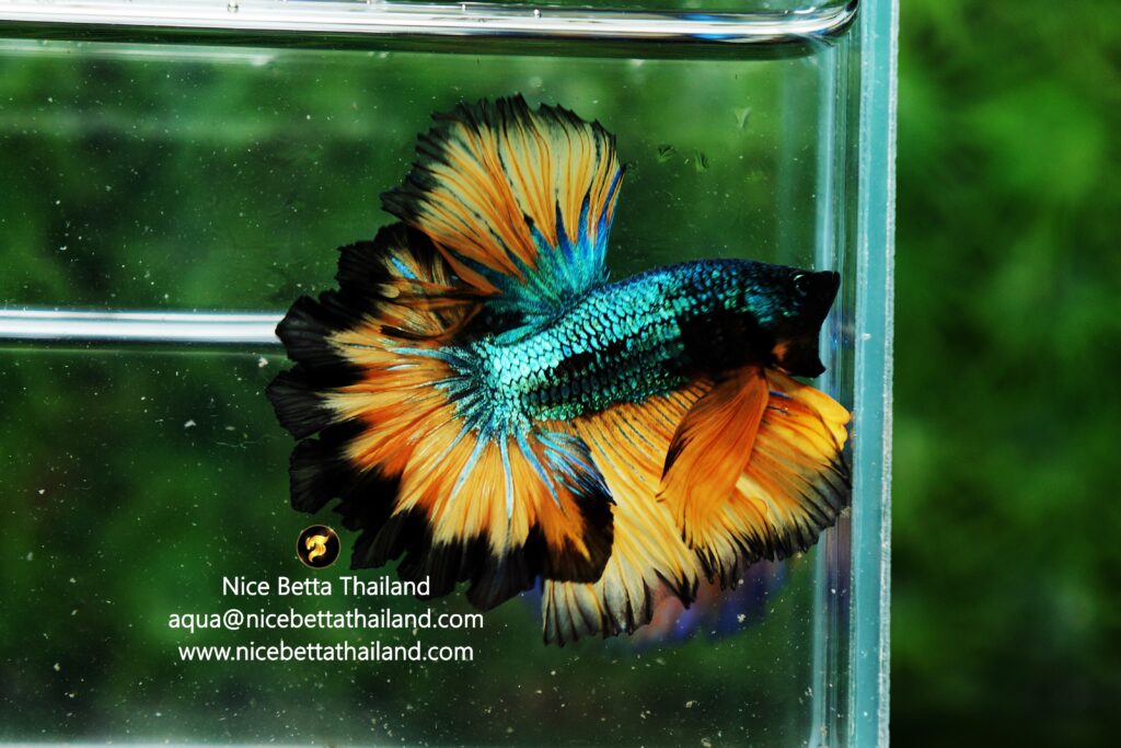 Feathertail betta fish