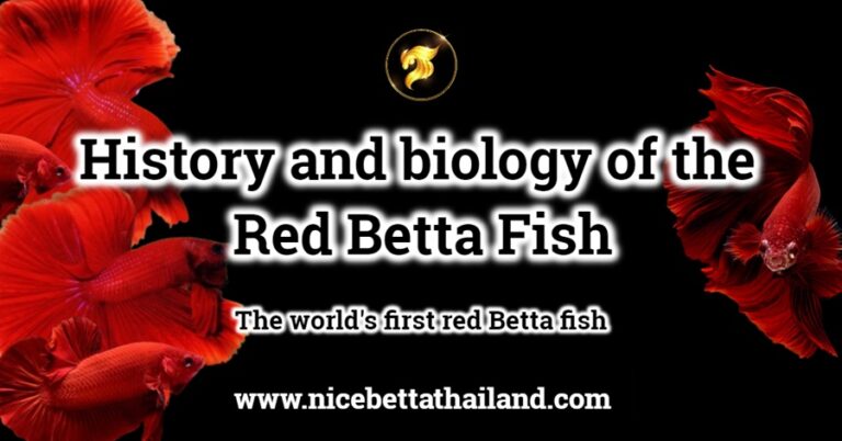 History and biology of the Red Betta Fish